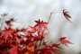 霜叶红于二月花