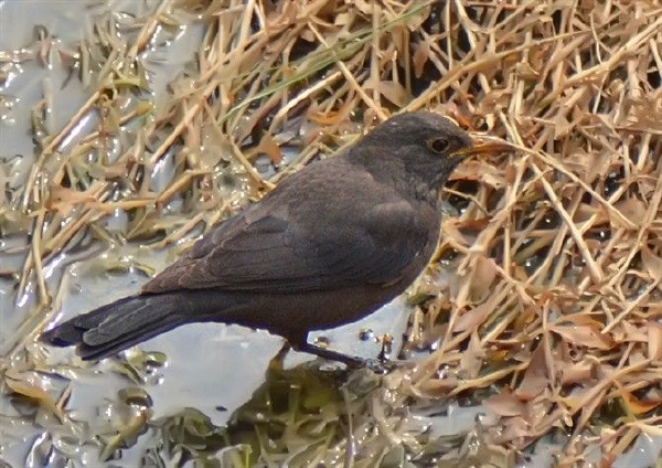 乌鸫(音东）