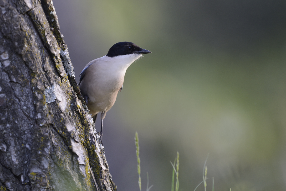 美能达X700--青岛的黎明001 - 美能达X700--青
