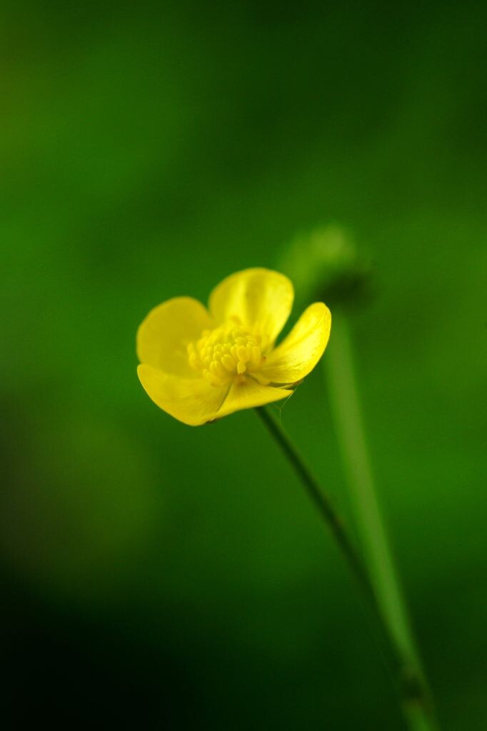 一朵黄色的小花 - 花卉, 微距 - 不是叔大锅-洗一