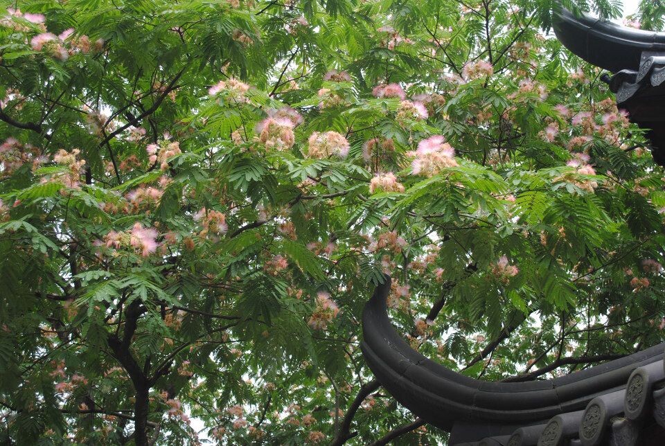 绒花 甜仔 图虫摄影网