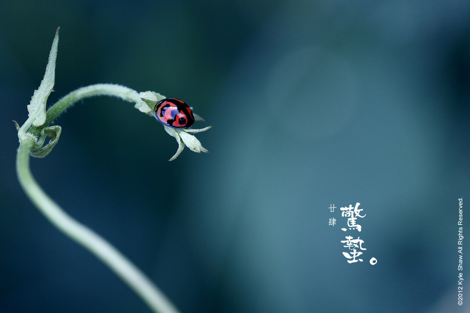  惊蛰  - 西瓜西打 - 深圳大学摄影协会 - 图虫摄影