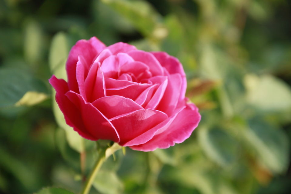 花花世界 晨之花 - mario994562177