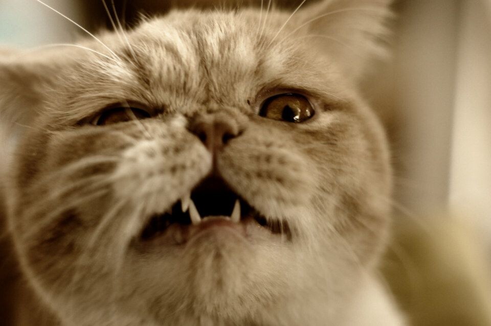 狰狞的猫 - 庄敏 - 图虫摄影网