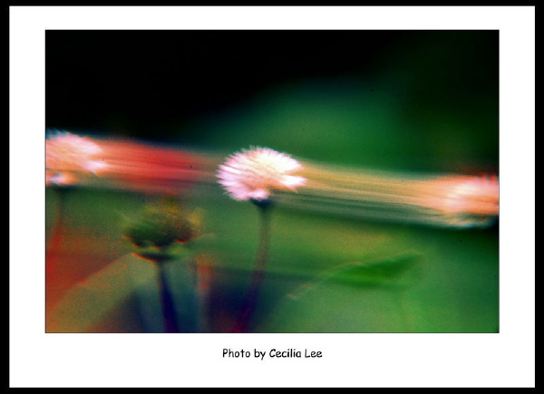 flower467