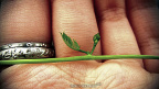 small leaf
