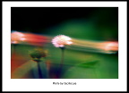 flower467