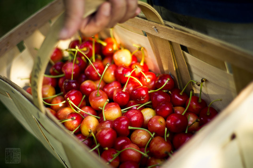 樱桃成熟季节2 - 兰色旋风, 樱桃, 自然, 自然光,