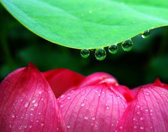 雨后荷花和水珠,相映成趣.