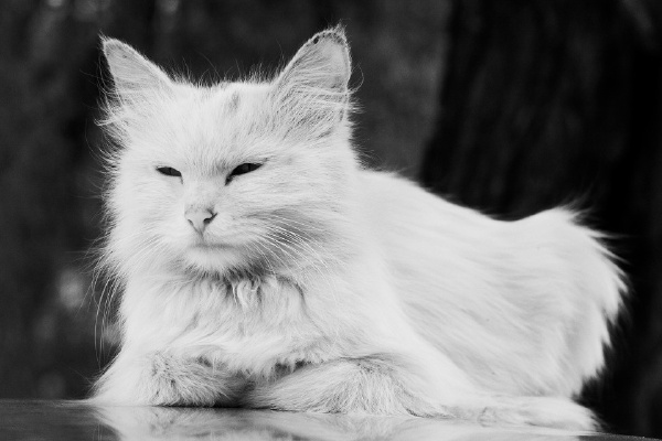 cat_4