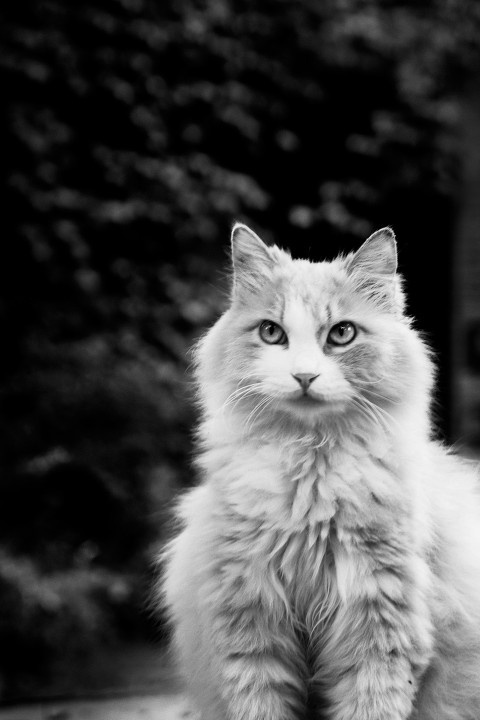 cat_5