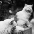 cat_2