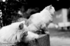 cat_3