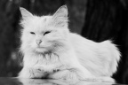 cat_4