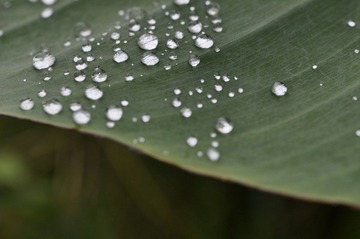 已分享 雨滴图片