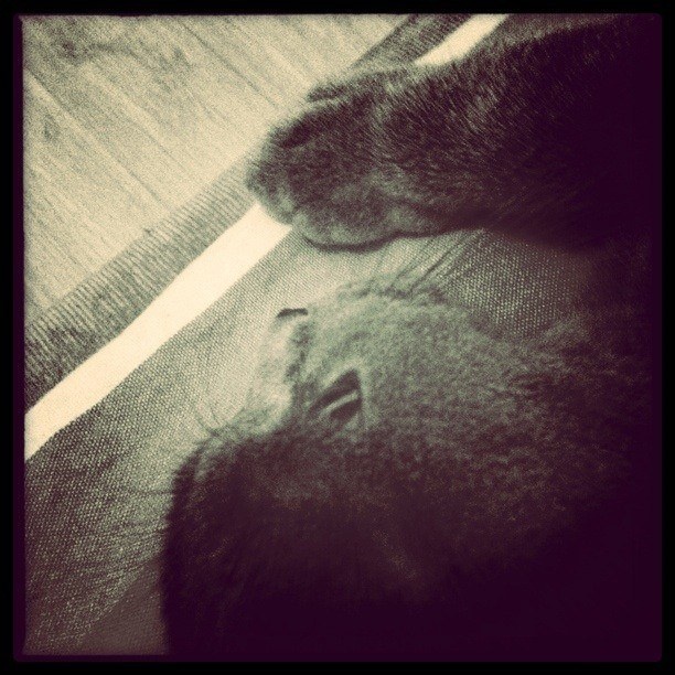 45度角纯情 - iPhone拍猫 - eyefire