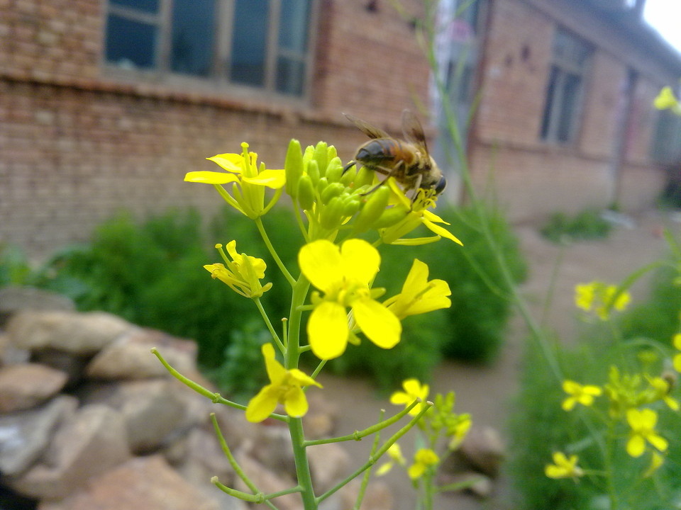 打扰您了 - 蜂, 虫子, 蜜蜂, 虫, 马蜂 - 恐怖林森