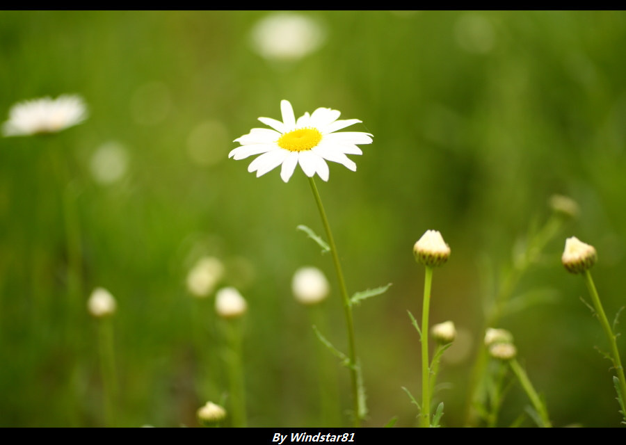 上海南翔留云湖全景
