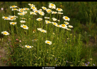 上海南翔留云湖全景