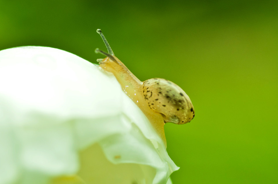 吃雪糕的蜗牛 - 吃雪糕的蜗牛 - John_Tang