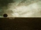 【Olive Tree】