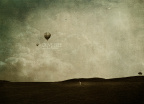 【Olive Tree】