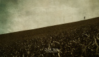 【Olive Tree】