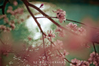 杂花