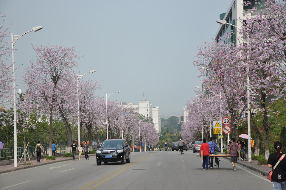 紫荆桥,好长的+-+华农