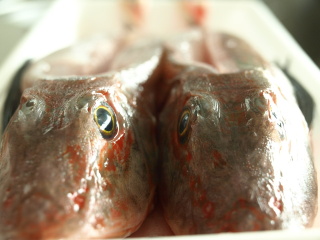 鲂鲱鱼