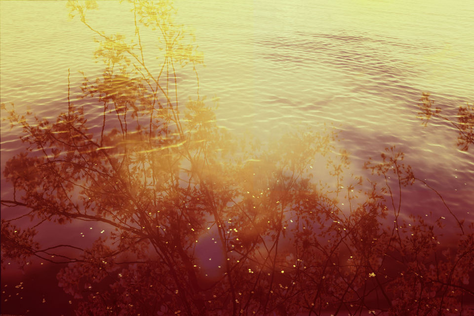 花影 - 季节, Fower, flower - blackblackstar - 印象主义 - 图虫摄影网