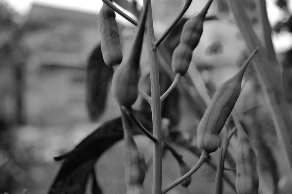 <em>饱满</em> - 漂流的木头 - 图虫摄影网