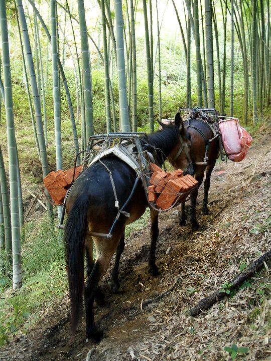 小路上的骡每天往返山上2次,很辛苦,不堪重负.