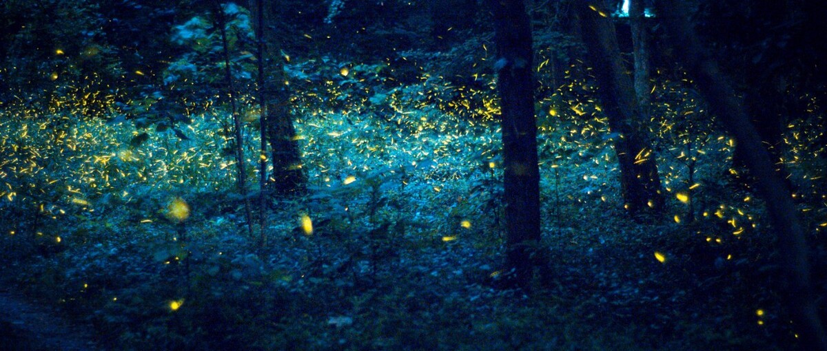 再现萤火虫 - 色彩, 风光, 50mm, 南京, 夜景 - KC - 图虫摄影网