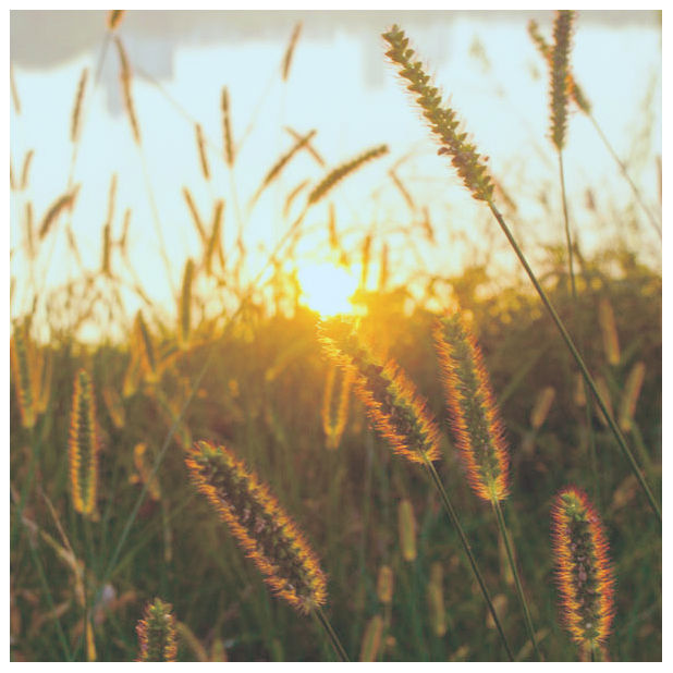 毛毛草+-+小曹+-+小开心小感动小寂寞小忧愁