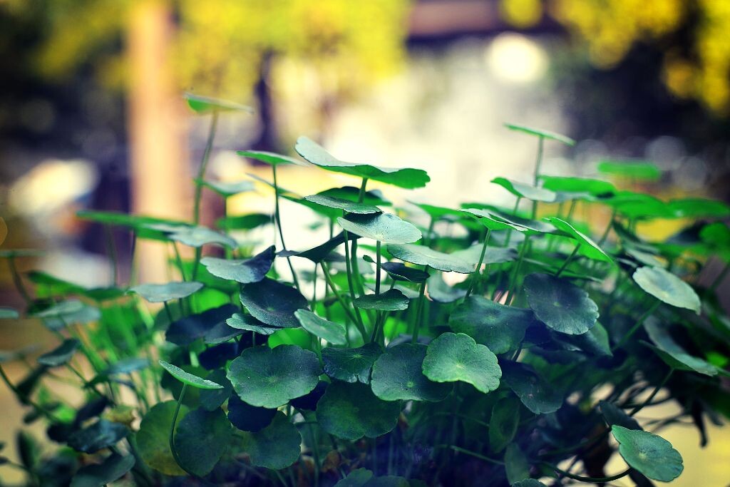 秋天里的一抹绿 - 色彩, 尼康, 50mm, 小清新, 光影图片