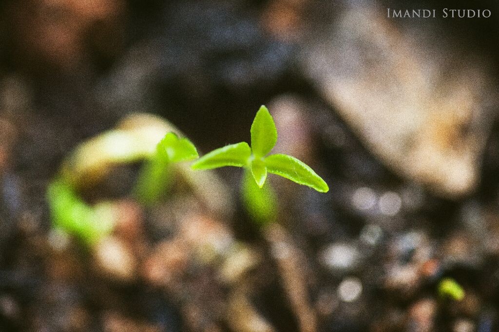 见过柠檬发芽么?