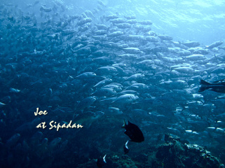 jack fish storm