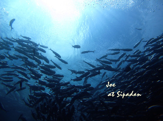 jack fish storm