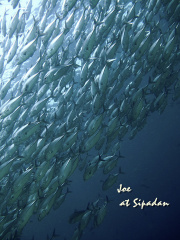 jack fish storm