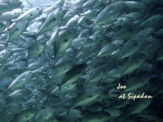 jack fish storm