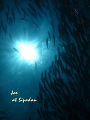 jack fish storm