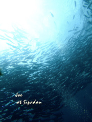 jack fish storm