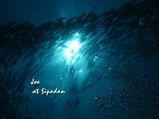 jack fish storm