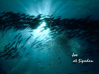 jack fish storm