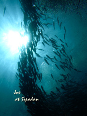 jack fish storm