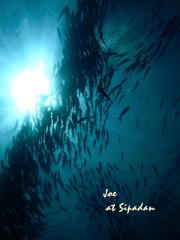 jack fish storm