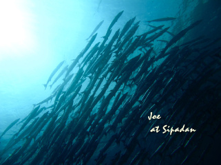 barracuda storm