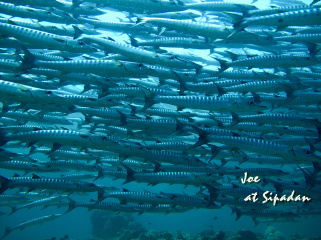 barracuda storm