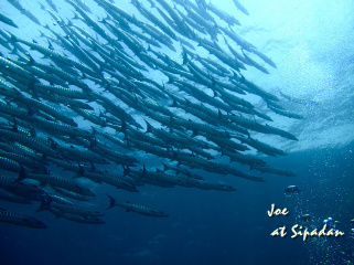 barracuda storm